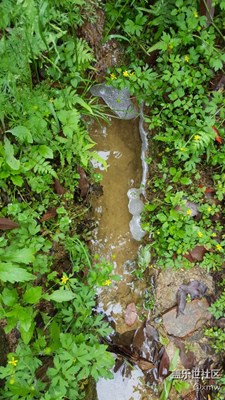 雨后林中流水