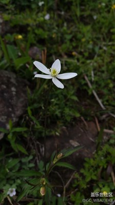 刚刚拍的小花，草。微距
