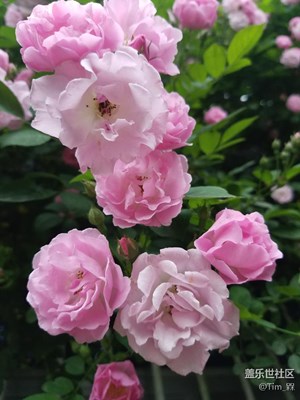 家里的蔷薇花香了