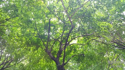【春妆】+广州+雨后树影