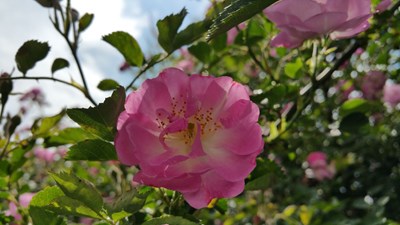 蔷薇花