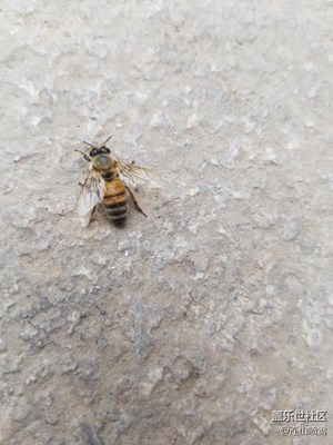 S7E下的小蜜蜂