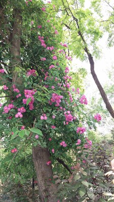 山花烂漫