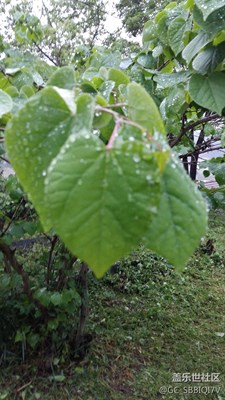 春雨