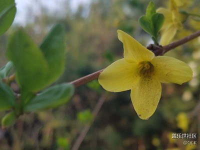 迎春花
