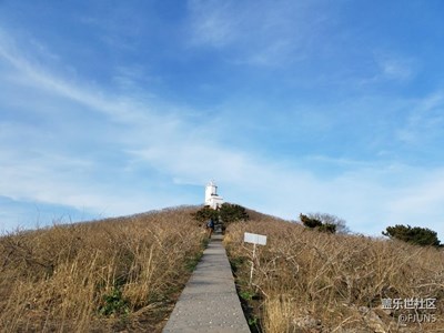 海鸥