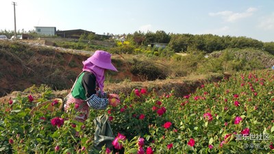 【劳动者的歌】+云南省曲靖市马龙县+采玫瑰花者