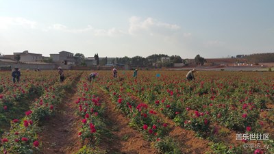 【劳动者的歌】+云南省曲靖市马龙县+花海劳作者