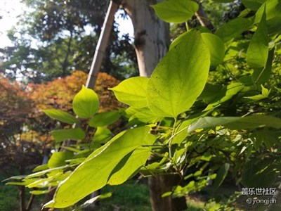 没花了拍树叶