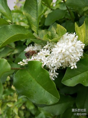 最爱丁香花