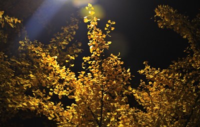晚上的树叶