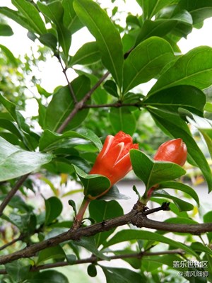 初夏五月赏花去————五一随拍（2）