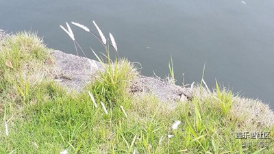 随手拍 求指点求技巧