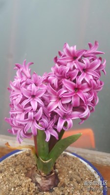 自家种的花，要是手機镜面没刮花可能照片更美！！！