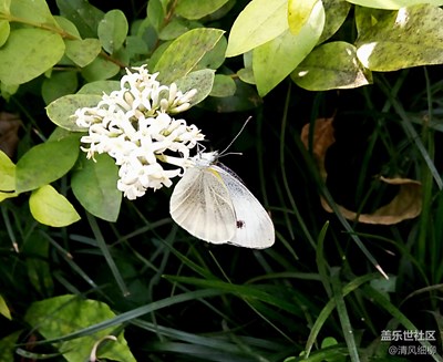 蝶舞蜂飞