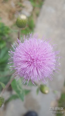 蒲公英