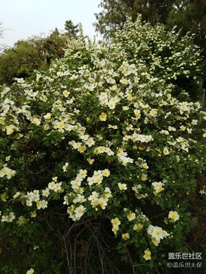 花开
