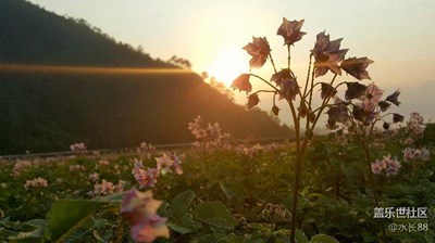 一棵小花拍来拍去