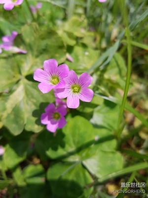 夏日小花