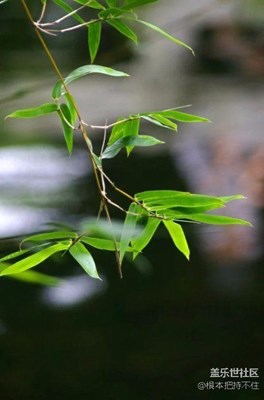 雨后青竹