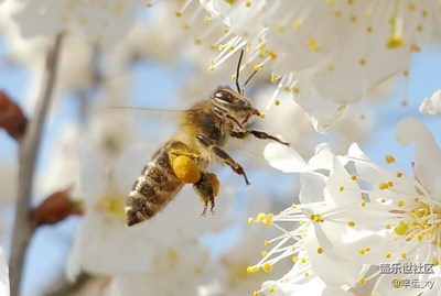 蜜上花