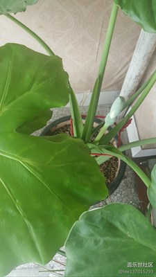 滴水观音