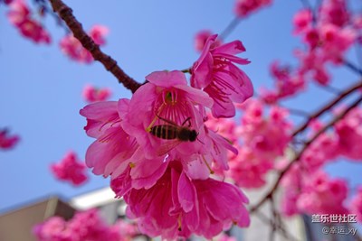 烂漫樱花