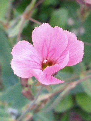 微微小花