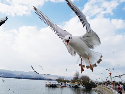 昆明的海鸥