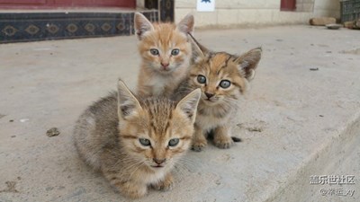【可爱的它】+马龙县+小猫咪