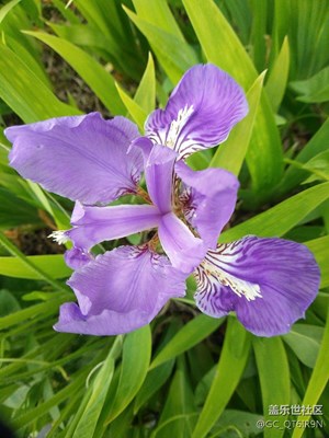 小花
