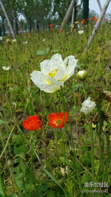 不一样的园博会