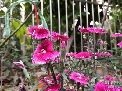 石竹花开——简单的艳丽