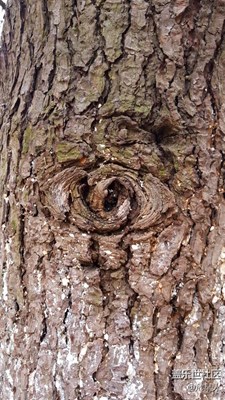 隐藏的树灵之眼