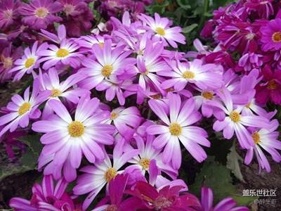 清明-这些小花开得也很灿烂！