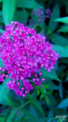 【小区花草】