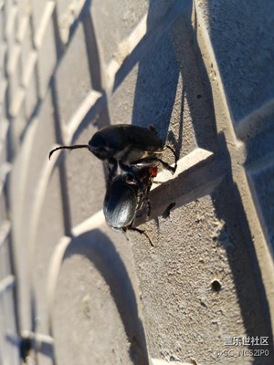 虫虫的日常
