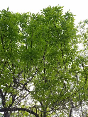夏天真好