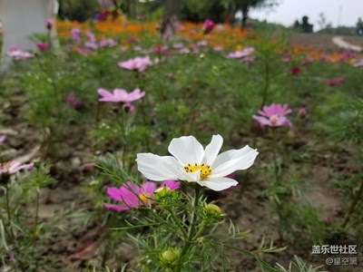 花和花海的季节