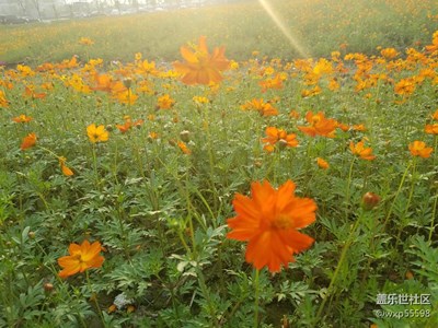 萧山花海