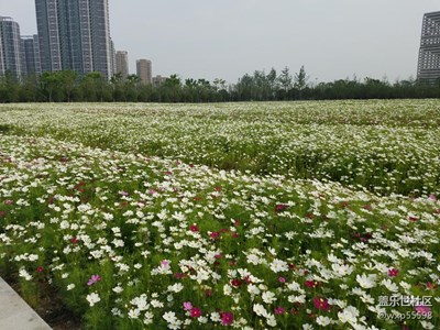 萧山花海