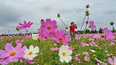 赏花者