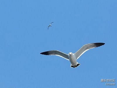 不吃苹果、不吃橙