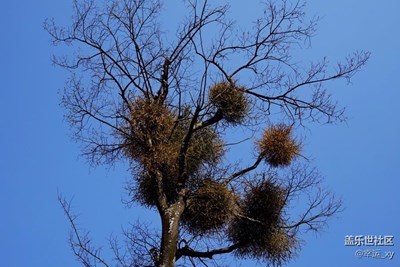 寄生植物