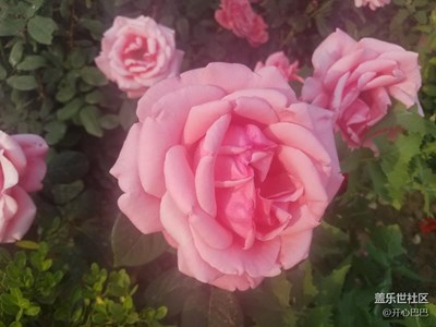 花儿