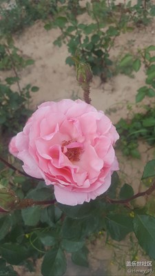 不会用专业模式了~