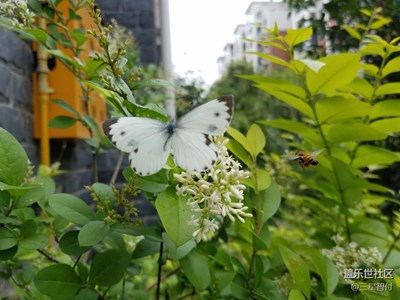 蝶蜂共舞