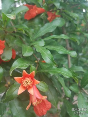 美美的石榴花