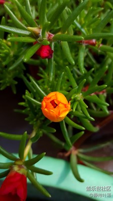 花花
