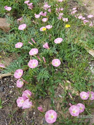 牵牛花